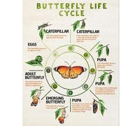 Butterfly Life Cycle Poster Metamorphosis Chart Educational Science Wall Art for Kids Classroom Homeschool Playroom Nature Decor(Framed,16x24inch(40x60cm))