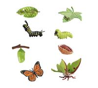Butterfly Moth Life Cycle Model Science Modello Realistico Per Lo Sviluppo Del