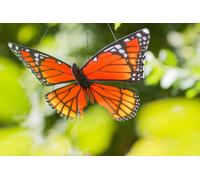 BUTTERFLY TWIST 3D MONARCH diam. 29 cm girandola FARFALLA INVENTO HQ wind game
