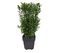 Buxus sempervirens - 6 piante per 1 metro lineare - bosso comune - pianta di siepe sempreverde in vaso da 17 cm - altezza circa 45 cm - impermeabile e facile da pulire per siepi