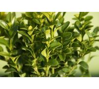 Buxus Sempervirens (Bosso) - Arbusto Sempreverde in Vaso 18 cm, Ideale per Siepi, Bordure o Topiaria, Crescita Lenta e Longevità, Foglie Verdi Brillanti