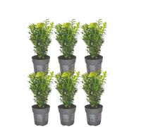 Buxus Sempervirens Siepe, per Giardino, Verde, Set 6 Pezzi Vaso 12 cm