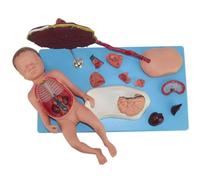 buyzg Modello anatomico di visceri neonatali staccabile in 13 parti con feto staccabile, cordone ombelicale e placenta per l'insegnamento dell'anatomia e della fisiologia umana