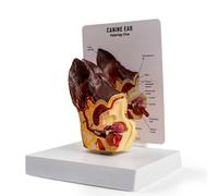 buyzg Modello di orecchio canino, modello anatomico di orecchio di cane con base per dimostrazione medica, modelli anatomici animali per l'insegnamento dell'anatomia e della fisiologia canina