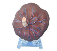 buyzg Modello di placenta con cordone ombelicale rimovibile, modello anatomico del cordone ombelicale della placenta, modello anatomico del parto per la formazione educativa