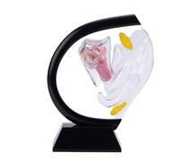 buyzg Modello di utero trasparente Modelli didattici medici per ginecologia Simulazione della comunicazione medico-paziente Anatomia dell'utero Vagina umana Organo riproduttivo femminile