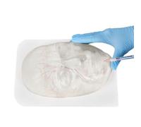 buyzg Modello facciale iniettabile, modello facciale trasparente per iniezione con vasi sanguigni per la pratica di microchirurgia plastica, istruzioni per iniezioni cosmetiche