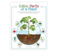 BYCIFRLG Edible Plant Parts Educational Botany Poster Learning Guide for Classroom Kitchen Garden Decor(Framed,08x12inch(20x30cm))