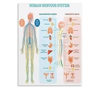 BYCIFRLG Nervous System Regulation Educational Chart Wall-Art Poster Canvas Painting for Bedroom Living Room Decor(Unframed,08x12inch(20x30cm))