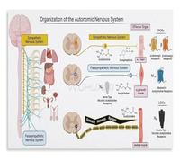 BYCIFRLG Nervous System Regulation Educational Chart Wall-Art Poster Canvas Print for Living Room Bedroom Decor(Framed,12x18inch(30x45cm))