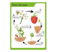 BYCIFRLG Plant Life Cycle and Biology Educational Chart Botany Science Poster for Classroom School Learning(Framed,08x12inch(20x30cm))