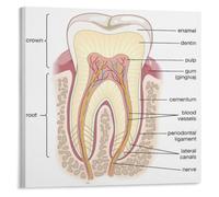BYLSAGWHT Anatomy Reference Poster Tooth Structure Education Chart | Understand how nerves and blood vessels enter through apical foramen into the pulp cavity(Framed,16x24inch(40x60cm))
