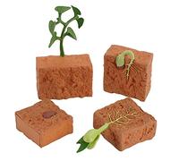 BYNYXI Modello di Ciclo di Crescita delle Piante, Ciclo di Vita delle Piante Germinazione del Fagiolo Mung Crescita delle Piante 4 Stadi Evoluzione Giocattoli Bambini Giocattoli Cognitivi Scienza