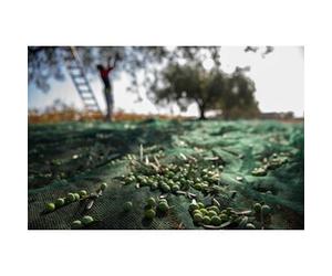 C RETE P/OLIVE ANTISPINA 32G 8 X 8M CALABRIA