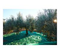 C RETE P/OLIVE ANTISPINA 80G C/SPACCO 8X 8M- 1,0 pz