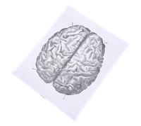 Cabilock 1 Pz Disegni Anatomici Grafico Di Anatomia Del Cervello Umano Anatomia Umana Anatomia e Fisiologia Umana Anatomico Poster Dettagliato Colorato Vene Diagramma Tela in Fibra Chimica