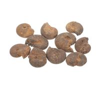 Cabilock 1 Set Fossile Di Ammonite Campione Modello Educativo Di Ammonite Alunno Calcolo Conchiglia Esemplare Educativo Di Ammonite Modelli Di Ammonite Per Fossile Naturale 10 Pezzi