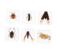 Cabilock 2 Set Decorazioni Per Scrivania Da Adornamenti Naturali E Delicati Per Regali E Decorazioni Feste Ispirano Interesse Nei E Offrono Un Piacevole 6 Pezzi*2