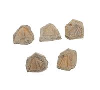 Cabilock 5 Pezzi Campione fossile trilobita decoro trilobato modello trilobato Artropodo giocattoli per campione di trilobiti Antica rocce di coda di trilobiti