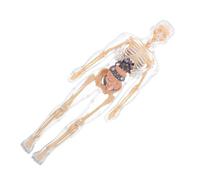 Cabilock Anatomico Corpo Puzzle per Organi Rimovibili Kit Educativo per Apprendimento Struttura Dettagliata e Stimola Conoscenza Anatomia e Fisiologia