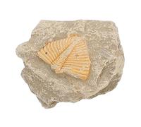 Cabilock Campione Fossile Trilobita Trilobato Campione Di Trilobiti Esemplari Collezione Di Trilobiti