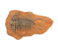 Cabilock Decorazione fossile esemplare di insetto ornamento di insetti paleontologici decorazione di insetti paleontologici kit di insetti per istruzione scientifica paleontologia resina