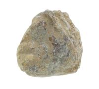 Cabilock esemplare fossile paleontologia