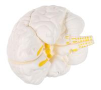 Cabilock Modello Anatomico Cervello Emisfero Separabile in 3 Parti, Struttura Dettagliata, Materiale Duro per Uso Didattico in Aula di Scienze e Psicologia