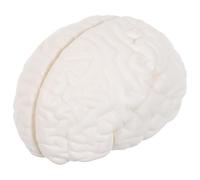 Cabilock Modello Anatomico del Cervello Parti Smontabili Dettagli Realistici Materiale Robusto per Insegnamento Biologia e Studio Psicologia