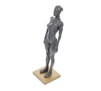 Cabilock Modello Anatomico Del Corpo Femminile Strumento Didattico Dei Muscoli Delle Donne Umane Modello Anatomia Del Corpo Scultura Dipinta Al Computer