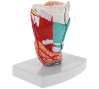 Cabilock Modello Anatomico della Regione Faringea Umana in Pvc, Modello di Anatomia Laringea, Compatto e Portatile, per Formazione e Preparazione Esami, per Studenti di Medicina