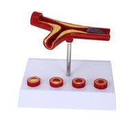 Cabilock Modello Anatomico Vascolare in PVC Realistico per Studio e Didattica Modello Medico del Apparato per Scuole Università e Laboratori