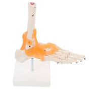 Cabilock Modello Articolazione Piede con Legamenti Modello Anatomico Scheletrico Didattico con Base per Studi Scientifici e Lezioni Mediche
