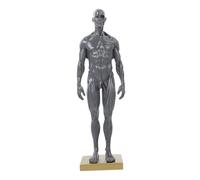 Cabilock Modello del Corpo Maschile 30Cm Modello Didattico dei Maschili Base Strumento Didattico per l'Anatomia e Muscolare