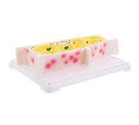 Cabilock Modello di Cellula di Cipolla Didattico Struttura Cellulare Vegetale Dettagliata per Scuola e Laboratorio Supporto Educativo Interattivo per Anatomia Botanica