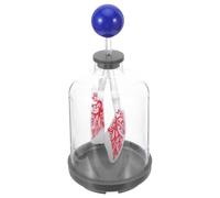 Cabilock Modello di Polmone e Diaframma Anatomico per Insegnamento Fisiologia, Dimostratore del Flusso D’aria Riutilizzabile Puntelli Polmonari, Ausilio Scientifico per Scuole e Laboratori