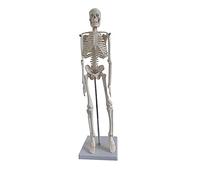 Cabilock Modello Di Scheletro Umano Scheletro Anatomico Modello Di Anatomia Del Cranio Modello Del Corpo Umano Modello Di Anatomia Umana Modalità Corpo Umano Vertebra Pieno Ossa Bianca Pvc