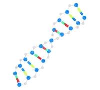 Cabilock Modello Dna Doppia Kit Didattico Interattivo per Biologia Componenti Dettagliati per Laboratorio e