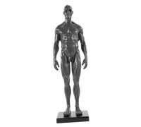 Cabilock Modello in Miniatura del 30Cm Strumento Studio dell'Anatomia Maschile Base Color Random Modello Muscolo per e Studenti