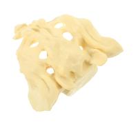 Cabilock Modello Sacro in PVC Infrangibile Anatomia Medica per Studio e Insegnamento Modello Sacro per Ospedale e Medici Superficie Liscia e Facile da