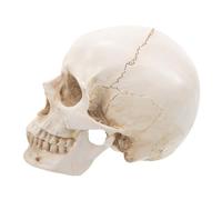 Cabilock Modello Testa Dettagliato per Educazione e Ricerca Skull Model Realistico per Mostre e Anatomia per Studi Medici e Decorazioni