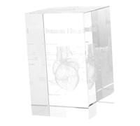 Cabilock Ornamenti Intagliati In Cristallo Modello Anatomico Del Cuore Modello Anatomico Del Polmone Umano Decorazione Scientifica Modello Del Cuore Modello Anatomico Del Cervello Modello