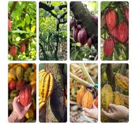 cacao selvatici di interni esotici di balcone, perenne resistenti giardino medicinali semi balcone 80pcs