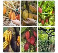 cacao selvatico di giardino balcone estremamente resistente, semi medicinali resistenti perenni 80pcs