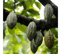 cacao semi giardino semi cucina giardino interni reali serrai estremamente resistenti 25pcs