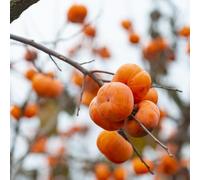 cachi balcone resistente riverdimento tetti decorativi bonsái cacqui colonnario semi giardino rocce 10pcs