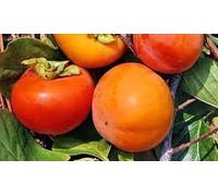CACO CAKO CACHI KACO KAKI LOTO VARIETA' FUYU A RADICE NUDA ALBERO ALBERI DI FRUTTA ALBERO FRUTTI A RADICE SCOSSA