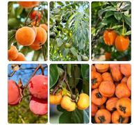 cacqui da ufficio spaldera bonsái interni cacqui decorativi giardino perenni resistenti colonnari semi 250pcs