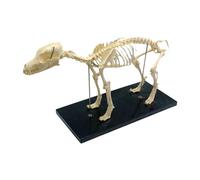 CAIONPLE Anatomia di un cane, modello di insegnamento degli animali, laboratorio, veterinario, strumento dimostrativo, 1 pezzo, PVC