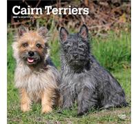 Cairn Terriers | 2027 12 x 24 Inch (Hanging) Monthly Square Wall Calendar | Plastic-Free | BrownTrout | Animals Dog Breeds